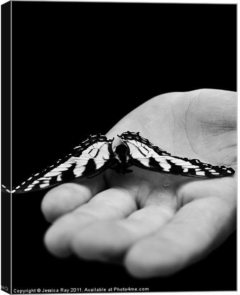Butterfly Canvas Print by Jessica Ray