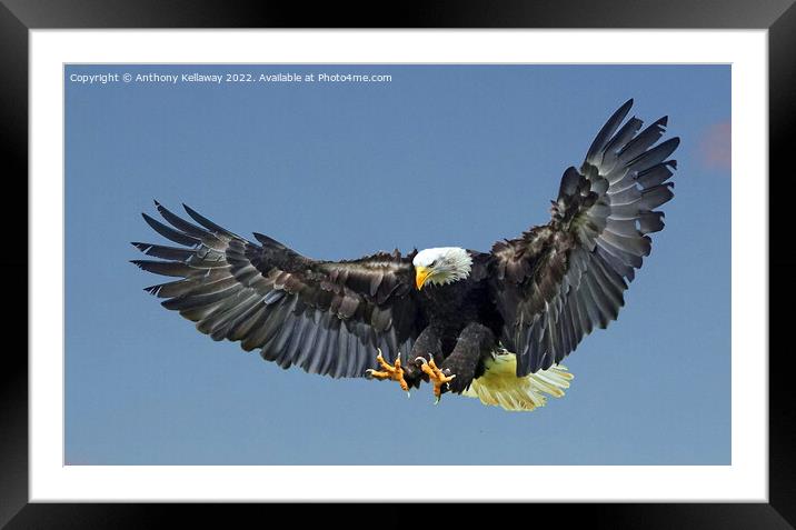  Bald Eagle Framed Mounted Print by Anthony Kellaway