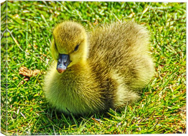 A Grey Lag Gosling Canvas Print by GJS Photography Artist