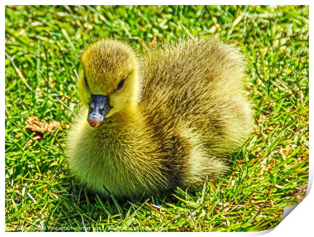 A Grey Lag Gosling Print by GJS Photography Artist
