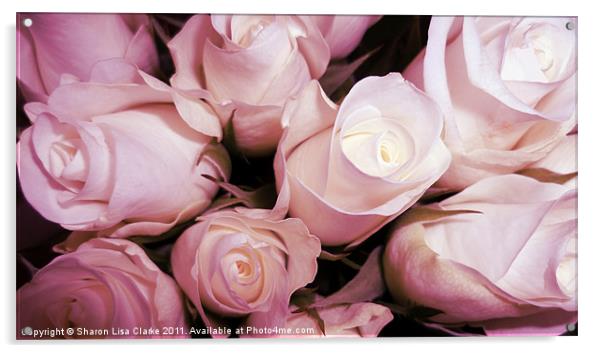 Sweet Roses Acrylic by Sharon Lisa Clarke