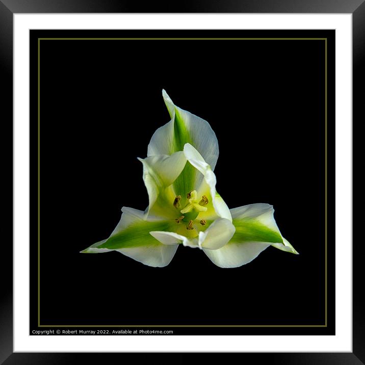Tulipa viridiflora Framed Mounted Print by Robert Murray