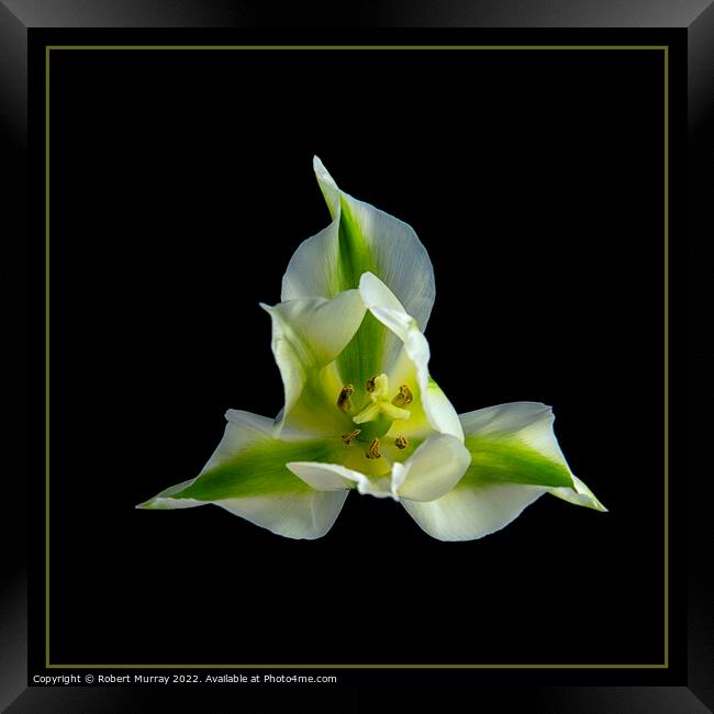 Tulipa viridiflora Framed Print by Robert Murray