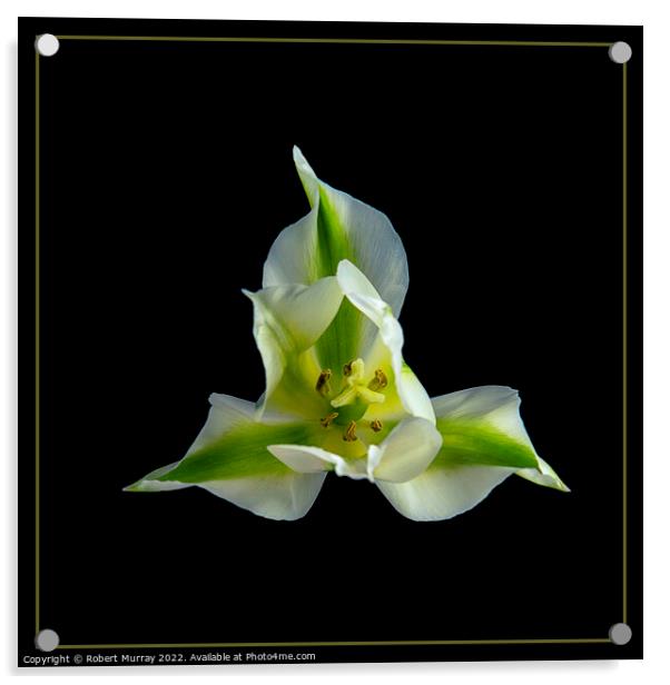 Tulipa viridiflora Acrylic by Robert Murray
