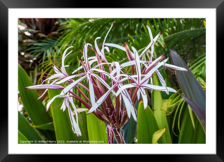 White Burgundy Giant Spider Lily Crinum Amabile Flowers Honlulu  Framed Mounted Print by William Perry