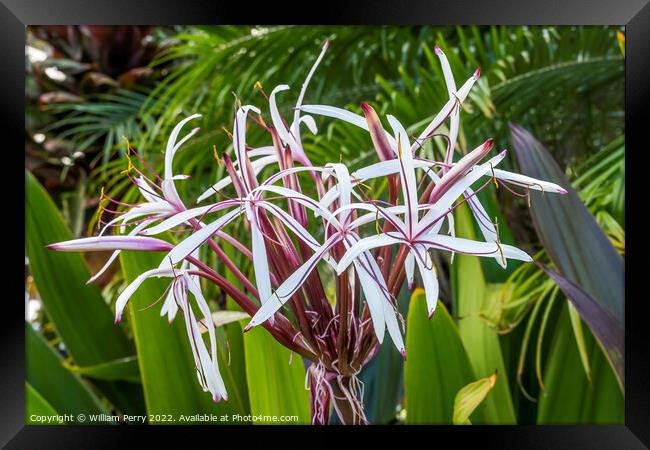 White Burgundy Giant Spider Lily Crinum Amabile Flowers Honlulu  Framed Print by William Perry
