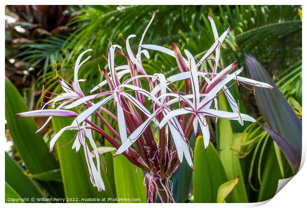 White Burgundy Giant Spider Lily Crinum Amabile Flowers Honlulu  Print by William Perry