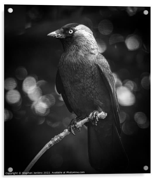 Raven Acrylic by Stephen Jenkins