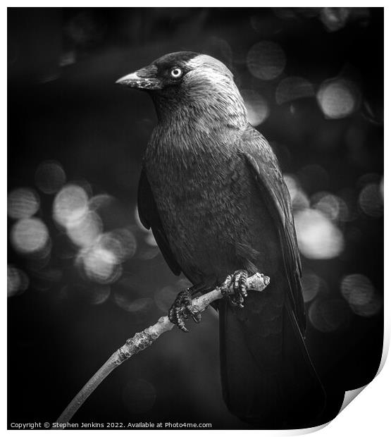 Raven Print by Stephen Jenkins