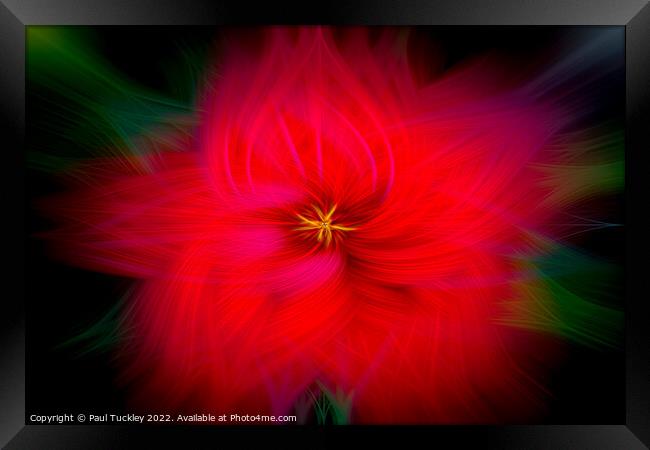 Hibiscus Framed Print by Paul Tuckley