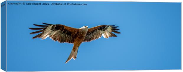 Red Kite Canvas Print by Sue Knight
