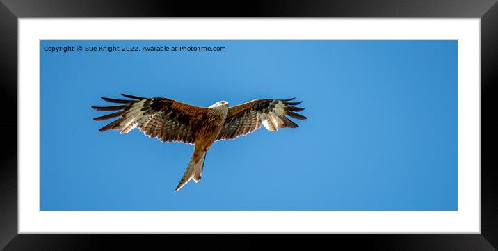 Red Kite Framed Mounted Print by Sue Knight