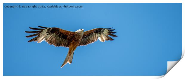 Red Kite Print by Sue Knight