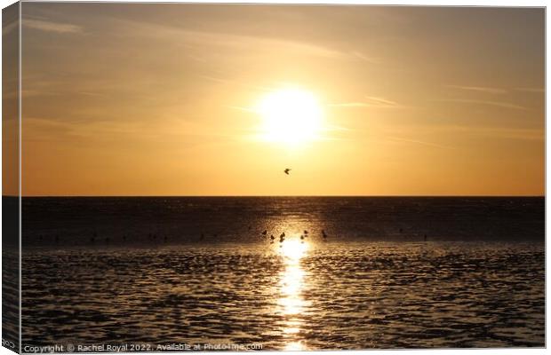 Sunset and seagulls Canvas Print by Rachel Royal