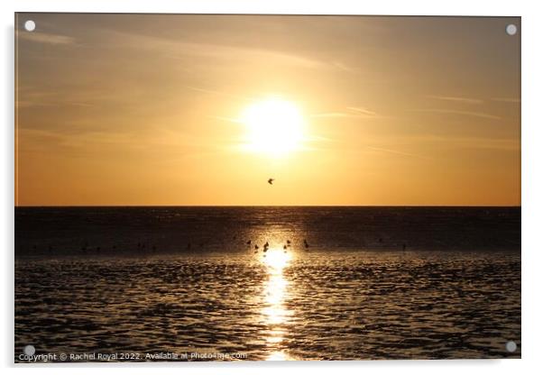 Sunset and seagulls Acrylic by Rachel Royal