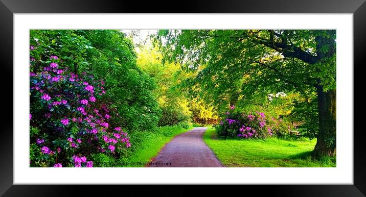 Cuerden Valley Park Rhododendrons Framed Mounted Print by Michele Davis