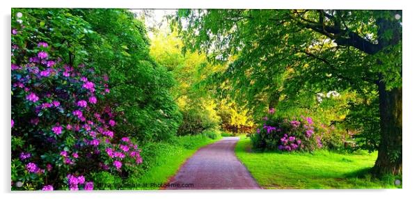 Cuerden Valley Park Rhododendrons Acrylic by Michele Davis