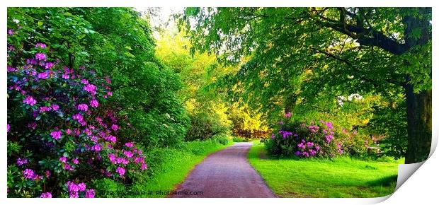 Cuerden Valley Park Rhododendrons Print by Michele Davis