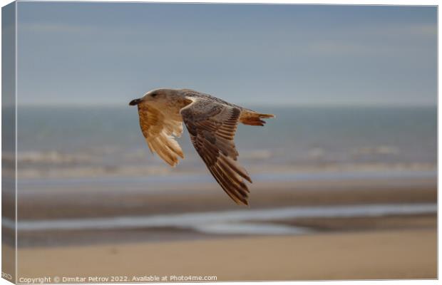 A bird flying over a beach Canvas Print by Dimitar Petrov