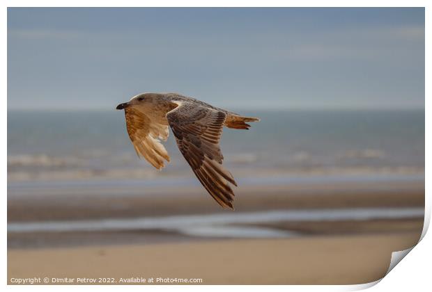 A bird flying over a beach Print by Dimitar Petrov