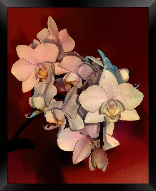 Orchids Framed Print by Mark Dunn