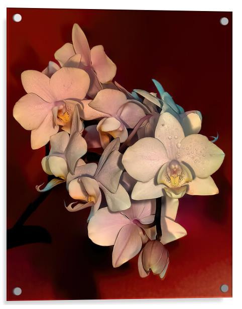Orchids Acrylic by Mark Dunn