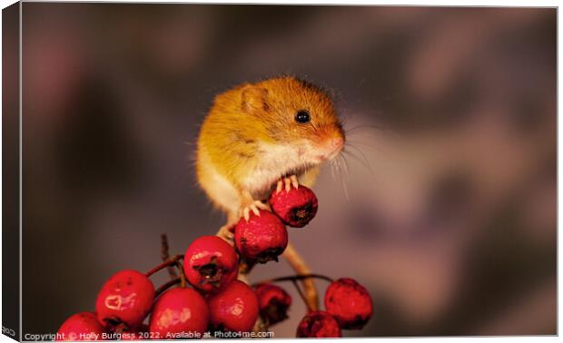 Harvest mice sitting on red berries Canvas Print by Holly Burgess
