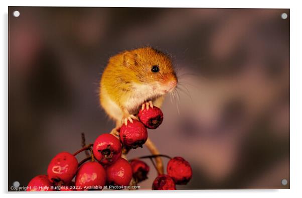 Harvest mice sitting on red berries Acrylic by Holly Burgess