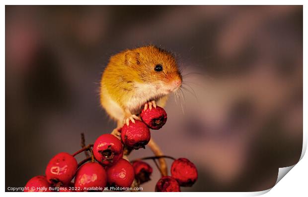 Harvest mice sitting on red berries Print by Holly Burgess