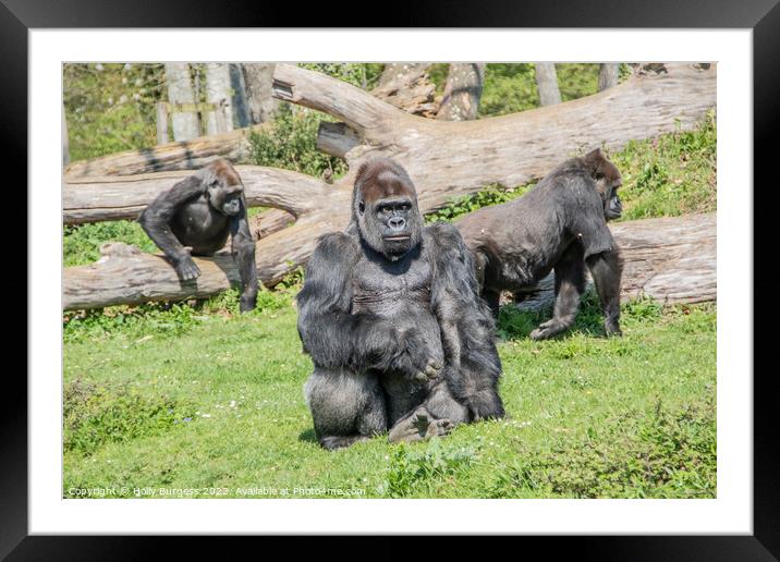 Silverback Sovereigns: Africa's Gentle Giants Framed Mounted Print by Holly Burgess