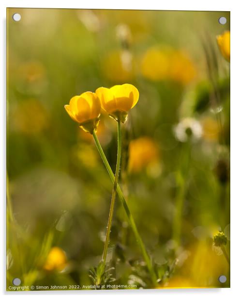 Loving Buttercups Acrylic by Simon Johnson