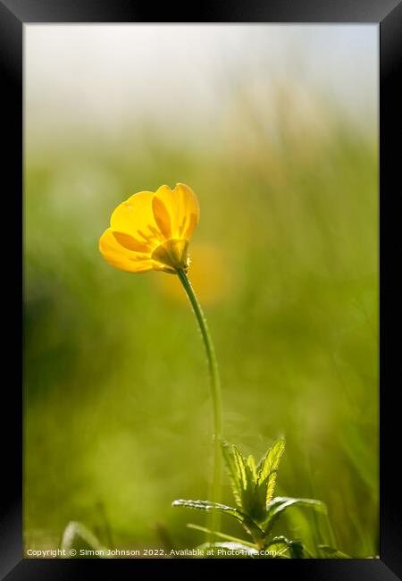 Buttercup flower Framed Print by Simon Johnson