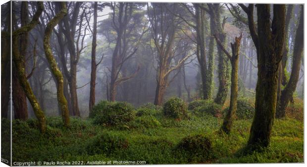 Forest scenery with fog Canvas Print by Paulo Rocha