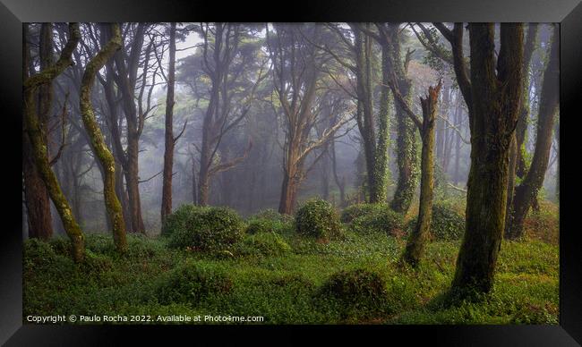 Forest scenery with fog Framed Print by Paulo Rocha