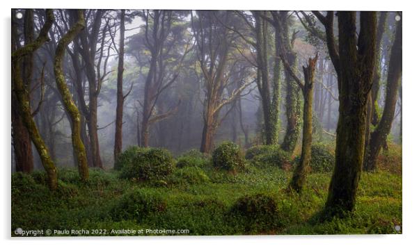 Forest scenery with fog Acrylic by Paulo Rocha
