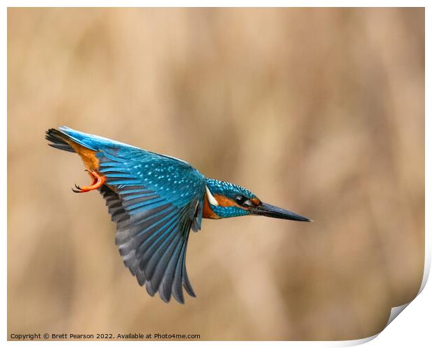 Common Kingfisher Print by Brett Pearson