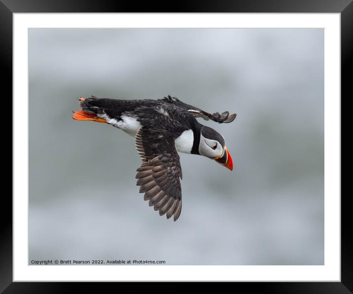 Puffin Framed Mounted Print by Brett Pearson