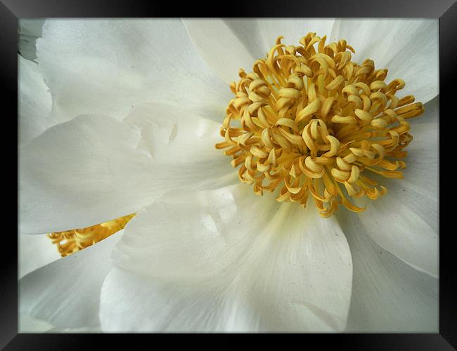 white peonies Framed Print by Heather Newton