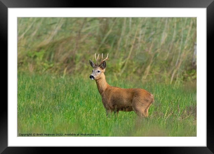 Roe Deer Framed Mounted Print by Brett Pearson