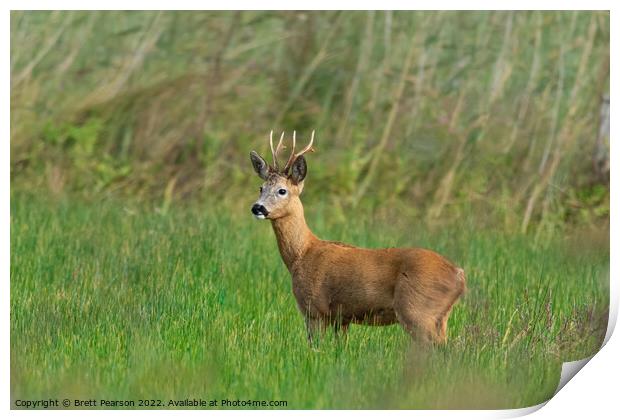 Roe Deer Print by Brett Pearson