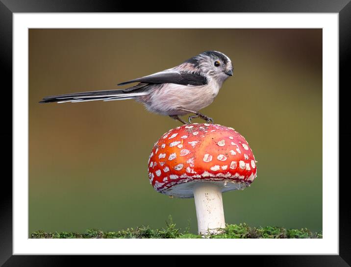 Long Tailed tit Framed Mounted Print by Brett Pearson