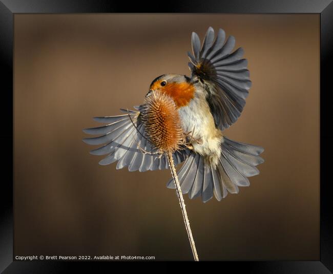 Robin on a Teasel Framed Print by Brett Pearson