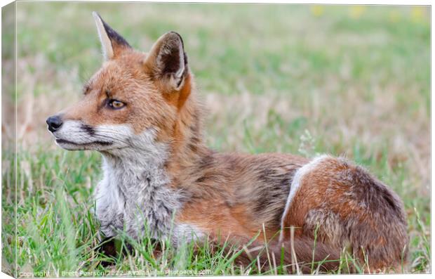 A Fox lying in the grass Canvas Print by Brett Pearson