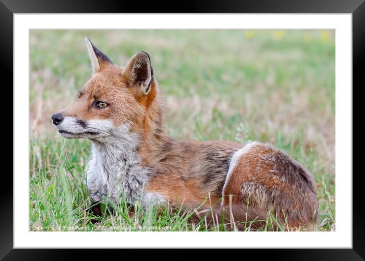 A Fox lying in the grass Framed Mounted Print by Brett Pearson