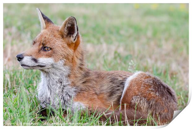 A Fox lying in the grass Print by Brett Pearson
