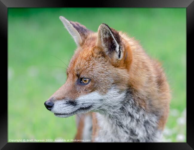 Fox Portrait Framed Print by Brett Pearson