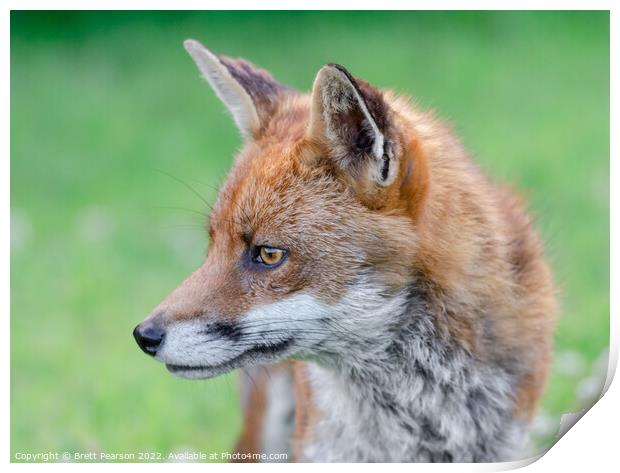 Fox Portrait Print by Brett Pearson