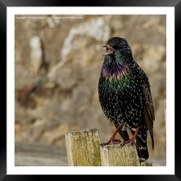 Starling  Framed Mounted Print by kathy white