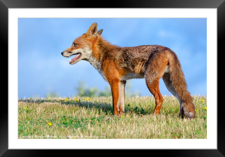 Fox Framed Mounted Print by Brett Pearson