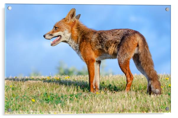 Fox Acrylic by Brett Pearson